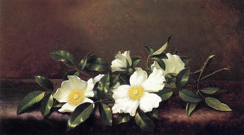 Martin Johnson Heade Cherokee Roses on a Purple Velvet Cloth